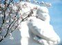 Cherry blossoms frame the Martin Luther King Jr. Memorial in Washington on March 19, 2012 by Barbara L. Salisbury at The Washington Times