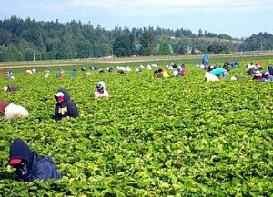 Workers pick strawberries on a farm outside Burlington, Wash. Many such laborers on US farms are unauthorized immigrants.